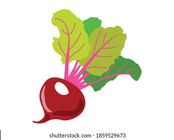 Red beet root with green leaves on white isolated background. Icon Vector flat  illustration. Cartoon 
Concept of healthy food, vegetable 
for magazine, farmers market, vegetarian salad recipe design