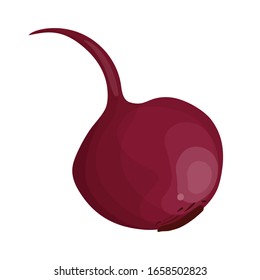 Red beet. Vector illustration. EPS 10