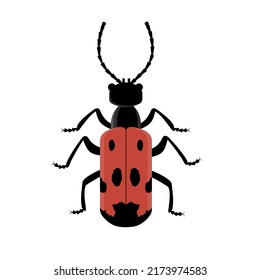 Red beetle with black dots isolated on white background. Mylabris quadripunctata.