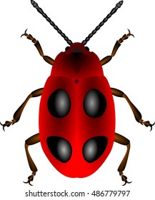 Red beetle with black spots on white