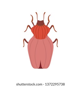 Red Beetle Insect, Bug Top View Vector Illustration