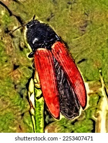 roter Käfer wartet auf seine Beute