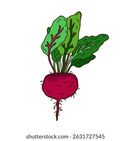 Red beetroot. Cartoon vector illustration of a table beetroot. White background. Isolated object