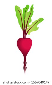 Red beetroot isolated illustration. Fresh vegetable from the garden