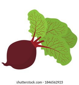 Red beetroot. Vector image, eps 10