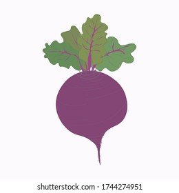 red beets on a white background. for printing on packaging seedlings, seeds. beautiful vegetables. organic food. vegetarianism. sugar beet. package design. vector eps 10 flat design