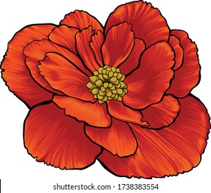 Red begonia vector graphic. Hand-drawn delicate flower with wonderful shades.