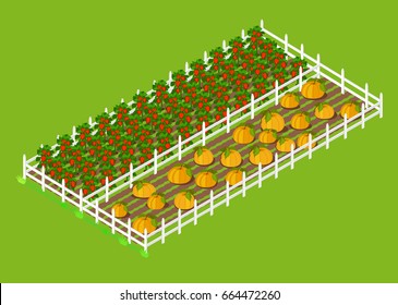 Red bell papper and big ripe pumpkins beds that grow at farm, boarded with white fance and surrounded with grass vector illustration.