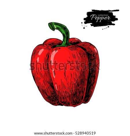 Red  Bell Pepper hand drawn vector illustration. Vegetable Isolated object. Detailed vegetarian food drawing. Farm market product. Paprika icon