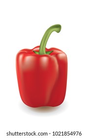 Red bell pepper on white background, vector