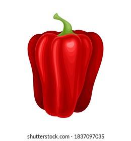 Red Bell Pepper Ripe Vegetable as Organic Food Vector Illustration