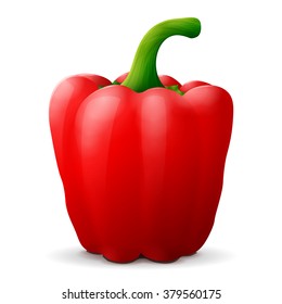 Red bell pepper with tail close up. Capsicum fruit isolated on white background. Vector illustration