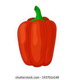 red bell pepper, vector illustration