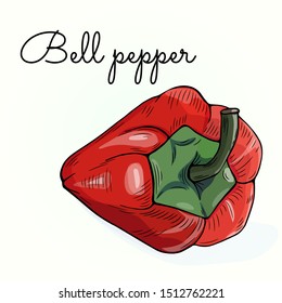 Red bell pepper. Vegetable. Colored graphic vector sketch. Hand drawn. Stylized linear illustration. Isolated on white background. Engraved. 