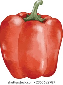 red bell pepper watercolor illustration isolated element