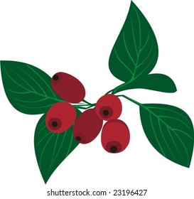 red berries