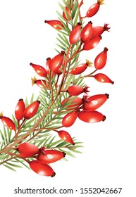 Red berries with fir tree leaves. Light reflecting on fruits. Vector