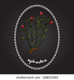 Red berries herb Ephedra