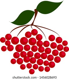 Red berries, illustration, vector on white background.