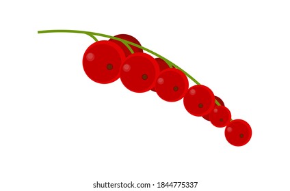 Red berries isolated on white. Vector illustration  in cartoon style. 
