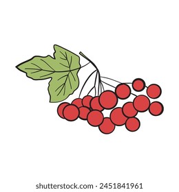 red berries and leafs vector illustration design
