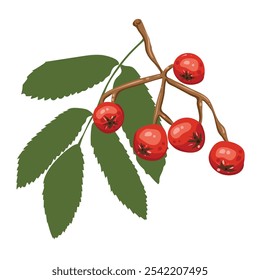 Red berries on branch. Vector isolated illustration rowan. Autumn Berries on a twig. For card, invitation, decoration, frame, border.