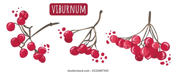 Bayas rojas en ramita. Conjunto de Imágenes vectoriales de viburnum. Berry en una rama similar a rowan.