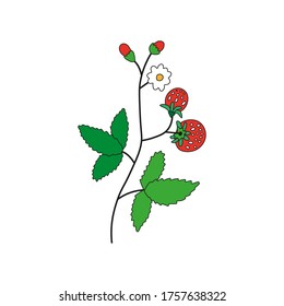 Red berries of wild strawberry with a flower and green leaves on a branch.