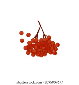 Red berry branch. Rowan cluster on tree twig. Wild viburnum sprig. Ripe hawthorn fruits. Flat vector illustration isolated on white background