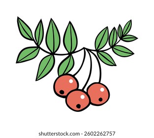 Red berry with leaves on a branch. Plant and nature. Design for decoration. Vector illustration isolated on white background. Hand drawn outline