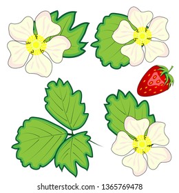 red berry strawberry and a half of strawberry. Set flower, petal, strawberry.