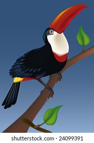 red billed  bird toucan