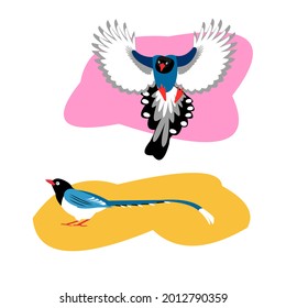 Red billed blue magpie, colour vector illustration.