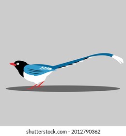 Red billed blue magpie, colour vector illustration.