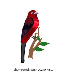 A red bird with black wings perched on a branch.vector illustration
isolated on a white background.
