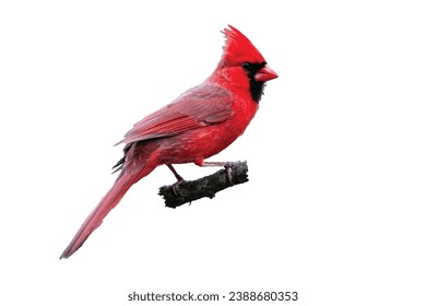 red bird is sitting on a tree branch