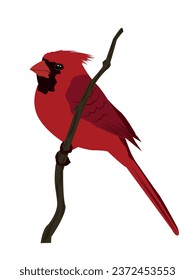 Red bird in vector Winter bird red cardinal