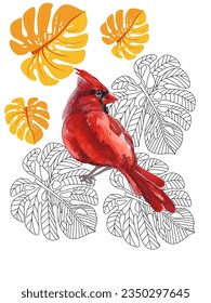 Red birds and tropical monstera plants. Can be used as a postcard, cover background, or for a web message. Vector illustration in a watercolor style. 

