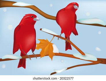 red birds in the winter in a snowfall on a tree
