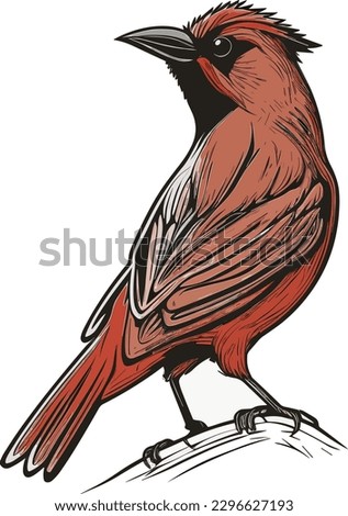 red bishop bird vector illustraions