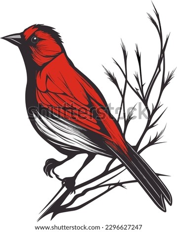 red bishop bird vector illustraions