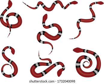 Red and black banded snake illustration