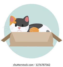 Red and black cat in the box