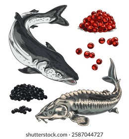 Red and black caviar heaps, salmon or trout and sturgeon or beluga fishes vector hand drawn illustrations set. Sea food, natural delicacy product, healthy cook ingredient sketch. Fresh roe heap