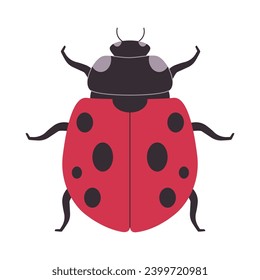 red and black color seven spotted ladybug wild nature small insect beetle omnivores animal