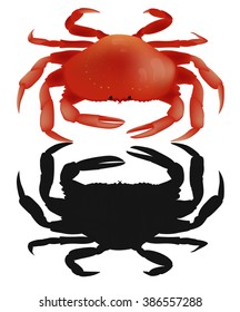 Red and black  crab on white background. Seafood menu for meal or dinner. Healthy eating. Marine product. Design for restaurant menu, logo, promo poster, flyer or product packaging.Vector
