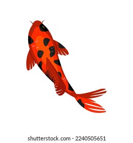 Red and black koi fish swimming in pond cartoon illustration. Red Japanese carp or Chinese goldfish in water on white background. Garden, traditional fishery concept