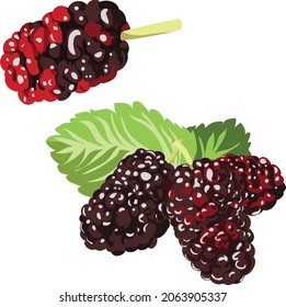 Red Black Mulberry Fruit Vector Illustration