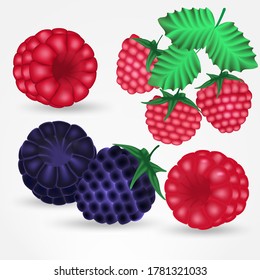 Red and black raspberies in different angles.3D vector.