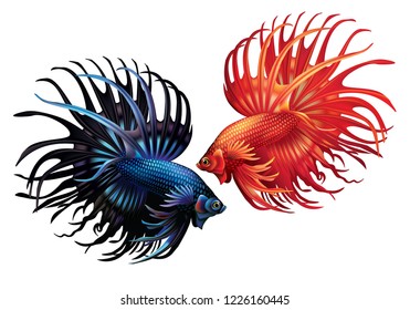 Red and black siamese fighting fish on a white background (Betta splendens)